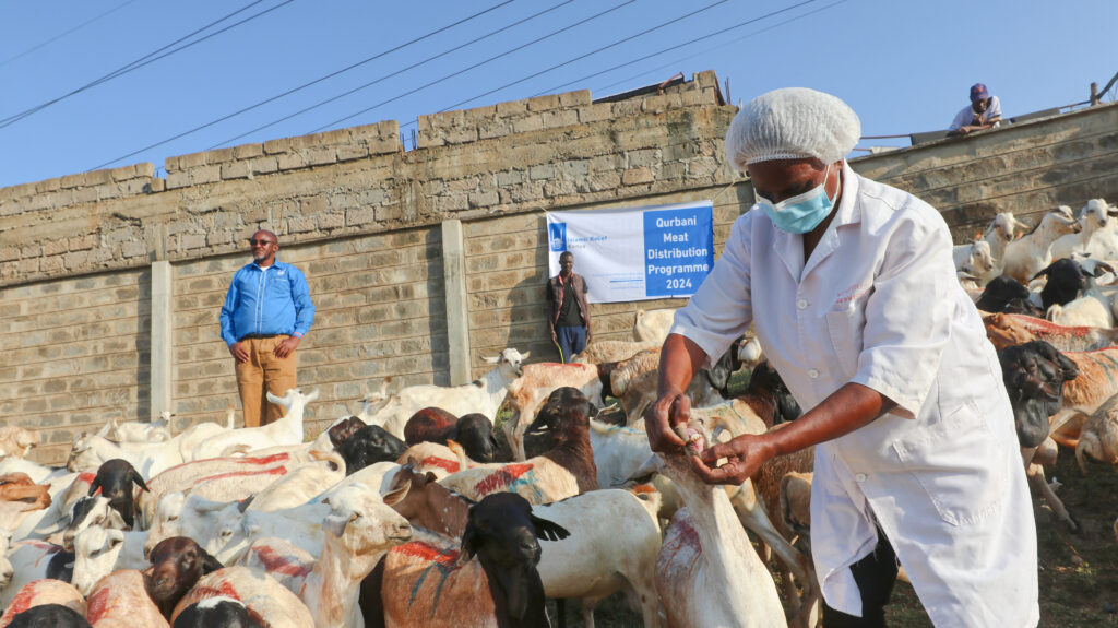 Islamic Relief staff checking goats for Qurban