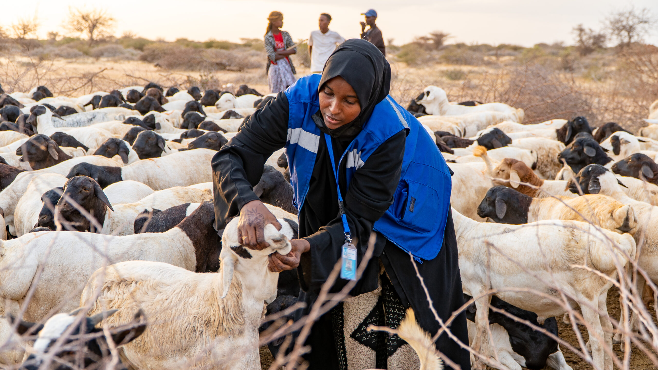 qurban inspection in preparation for dhul hijjah