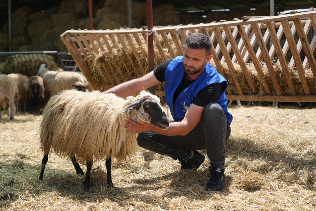 man inspecting sheep, giving qurban is a sacred duty