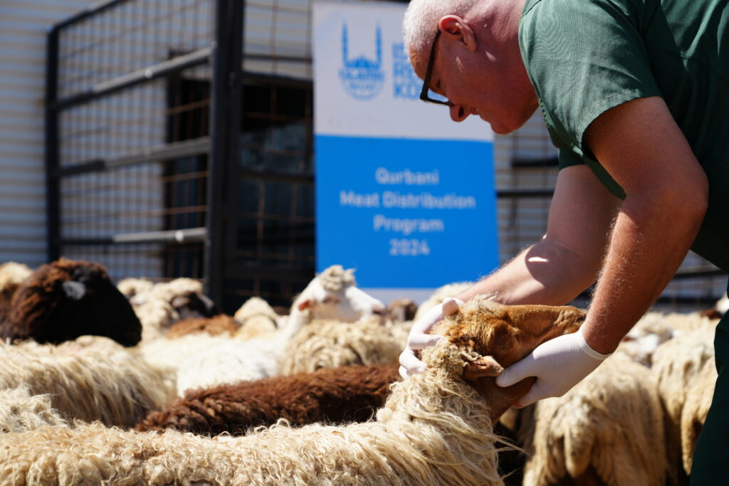 man inspecting a sheep for Qurban