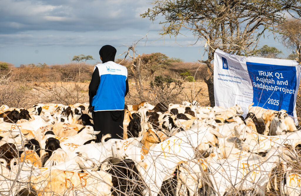 Animals (goats) being raised by Islamic Relief staff for Aqiqah project